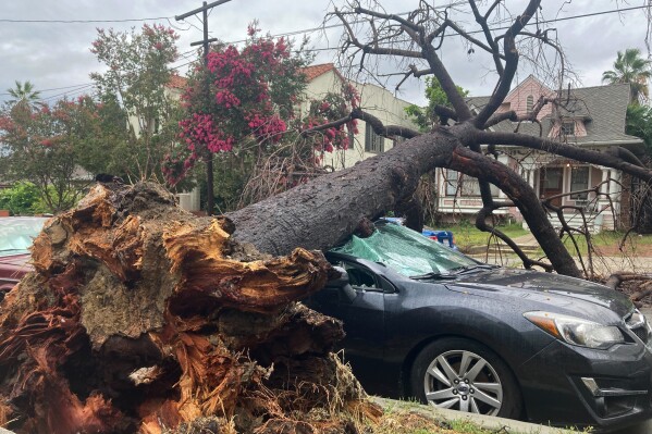 A toppled tree from the tropical storm covers a car in Los Angeles on Monday, Aug. 21, 2023. Tropical Storm Hilary drenched Southern California from the coast to the desert resort city of Palm Springs and inland mountains, forcing rescuers to pull several people from swollen rivers. (AP Photo/Stefanie Dazio)