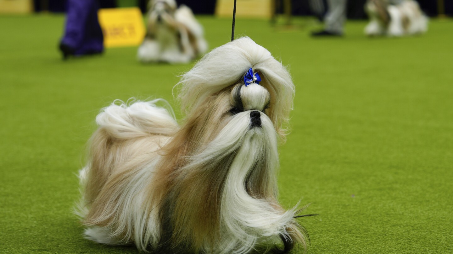 Уестминстърската кучешка изложба е изследване на кучешките контрасти, тъй като главната награда очаква