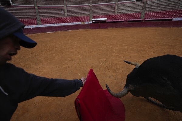 A bullfighter practices at the Plaza de Toros Mexico bullring in Mexico City, Tuesday, Dec. 12, 2023. The spectacle took a critical blow in 2022 when a judge banned bullfighting in Mexico City, but now that the country's Supreme Court of Justice has overturned the ban, the controversial sport is set to return to the capital, home to what is billed as the world's largest bullfighting ring. (AP Photo/Fernando Llano)