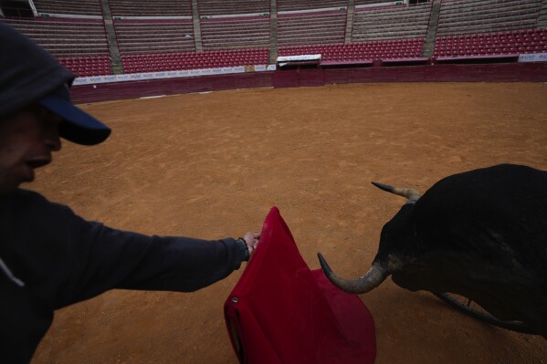 A bullfighter practices at the Plaza de Toros Mexico bullring in Mexico City, Tuesday, Dec. 12, 2023. The spectacle took a critical blow in 2022 when a judge banned bullfighting in Mexico City, but now that the country's Supreme Court of Justice has overturned the ban, the controversial sport is set to return to the capital, home to what is billed as the world's largest bullfighting ring. (AP Photo/Fernando Llano)