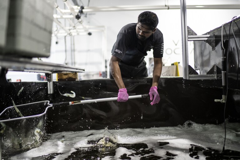 Madhubalan, a technologist at Vertical Oceans, harvests shrimp at their indoor aquaculture facility for same day delivery in Singapore, Friday, July 21, 2023. Large stackable tanks inside a warehouse raise translucent-blue shrimp. The company has developed a filtration system that relies on algae to clean the water, tapping into the plant's nitrogen and carbon-removing power, allowing them to reuse it for months at a time. Vertical Ocean grows, harvests and sells its shrimp across the island. (AP Photo/David Goldman)