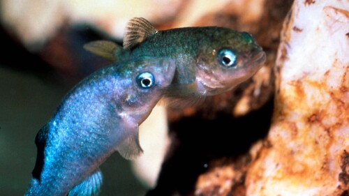 FILE - This undated file photo provided by the U.S. Fish and Wildlife Service via the Las Vegas Review-Journal shows a male and female Devils Hole pupfish, just a few centimeters long in a cave at Death Valley National Park in Nevada, northwest of Las Vegas near Ash Meadows National Wildlife Refuge. Federal land managers have formally withdrawn their authorization of a Canadian mining company’s lithium exploration project bordering a national wildlife refuge in southern Nevada after conservationists sought a court order to block it. (Tom Baugh/U.S. Fish and Wildlife Service/Las Vegas Review-Journal via AP, File)