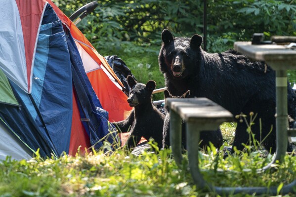 FILE - A female black bear and two cubs look for food inside a tent on June 29, 2022, at Centennial Park in Anchorage, Alaska. The campground was abruptly chosen by Mayor Dave Bronson as a sanctioned area for camping by people experiencing homelessness, despite its proximity to bears and its relative lack of resources as compared to the previous mass care site at the Sullivan Arena. (Loren Holmes/Anchorage Daily News via AP, File)