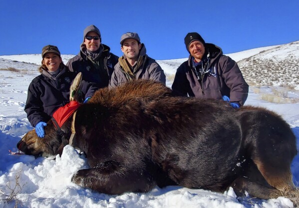 In this photo provided by the Nevada Department of Wildlife, biologists take a picture with a moose they collared in Elko County, Nev., during NDOW's first-ever moose collaring project, in 2020. Collars help biologists track the moose to better understand the population and their movements. In what will be a very tiny hunt for some of the biggest game in North America, Nevada is planning its first-ever moose hunting season during fall 2024. State officials expect thousands of applications for the handful of hunting tags and, with an estimated population barely topping 100, it's already controversial. (Nevada Department of Wildlife via AP)