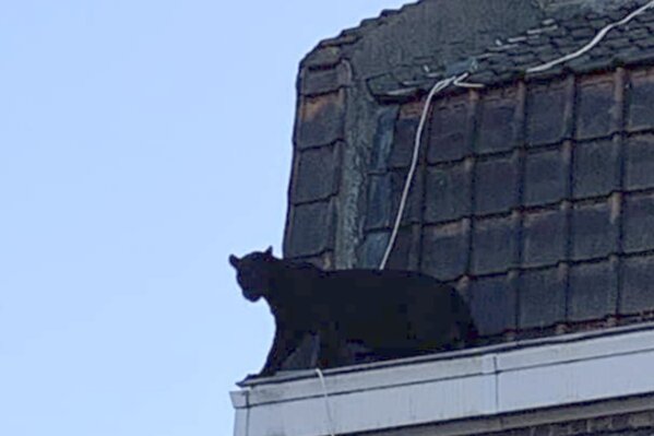 This provided provided by the Fire Brigade of Northern France shows a panther on the gutter of a building in Armentieres, northern France, Wednesday Sept.18, 2019. After securing a perimeter around the danger zones, the fire service said the black panther luckily went inside one of the houses that enabled workers to be able to trap it. The animal was put to sleep thanks to a harmless dart, and promptly put in a cage. (Sapeurs-Pompiers du Nord via AP)