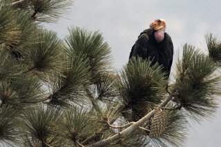 FILE - In this Thursday, July 10, 2008, file photo, a California condor is perched atop a pine tree in the Los Padres National Forest, east of Big Sur, Calif. A California wildfire that began Wednesday, Aug. 19, 2020, has destroyed a sanctuary for the endangered California condor in the Los Padres National Forest. (AP Photo/Marcio Jose Sanchez, File)
