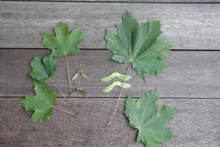 This undated photo shows sugar maple leaves and seeds, left, and Norway maple leaves and seeds, right, in New Paltz, N.Y. Not all kinds of maples are equally desirable, so it pays to be able to differentiate them; one way is by the shapes of their seeds and leaves. (Lee Reich via AP)