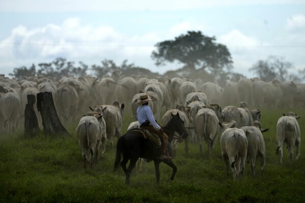 A cowboy drives a herd of cattle in the pastures of the Guachupe farm, in the rural area of the Rio Branco, Acre state, Brazil, Monday, May 22, 2023. (AP Photo/Eraldo Peres)