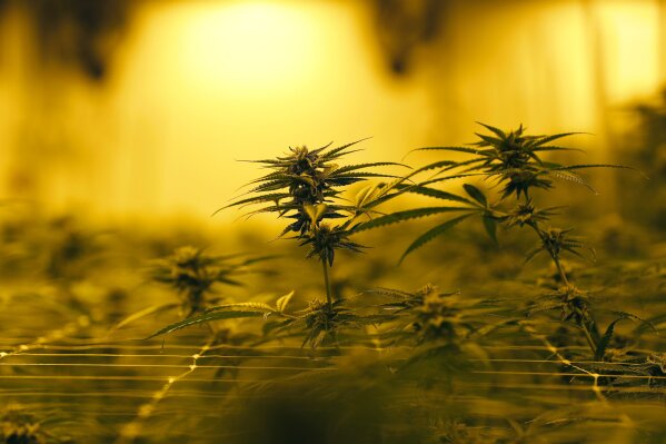 Marijuana plants growing under special grow lights, at GB Sciences Louisiana, in Baton Rouge, La., Tuesday, Aug. 6, 2019. Today was the first day the marijuana, which was grown for medical purposes, was processed and shipped to patients in Louisiana. (AP Photo/Gerald Herbert)