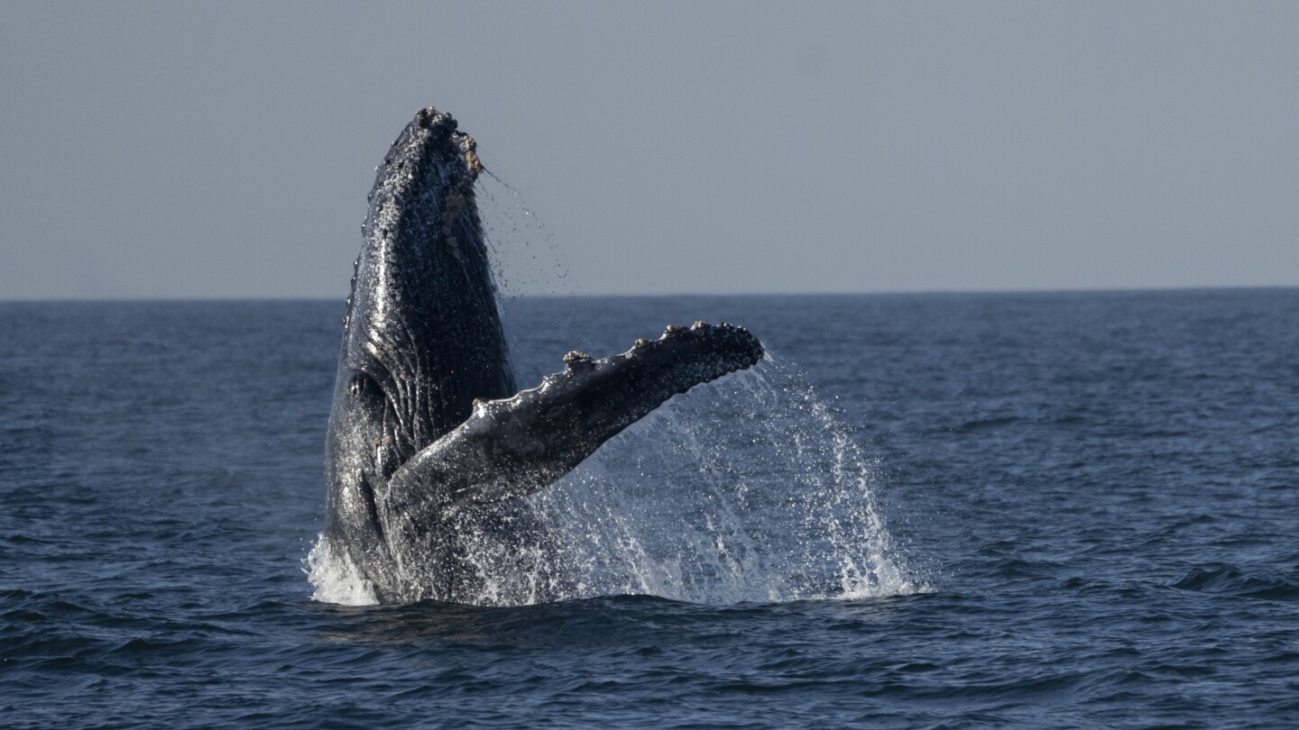 Екскурзиите за наблюдение на китове край бреговете на Рио де Жанейро започват да завладяват туристите