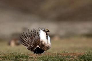 FILE - In this April 22, 2015, file photo, a male sage grouse struts in the early morning hours outside Baggs, Wyo. A federal judge has overturned a Trump administration action that would have allowed mining and other development in parts of areas spanning six western states that are considered important for the survival of the struggling bird species. (Dan Cepeda/The Casper Star-Tribune via AP, File)