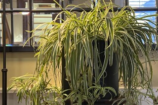 This Nov. 13, 2023, image provided by Jessica Damiano shows light reflecting off a mirror placed behind a newly rehomed spider plant on Long Island, NY. (Jessica Damiano via AP)