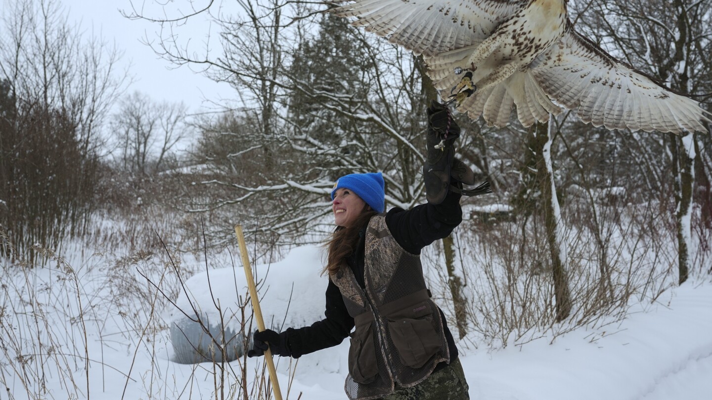 Midwest winters are changing. So is the ancient sport of falconry