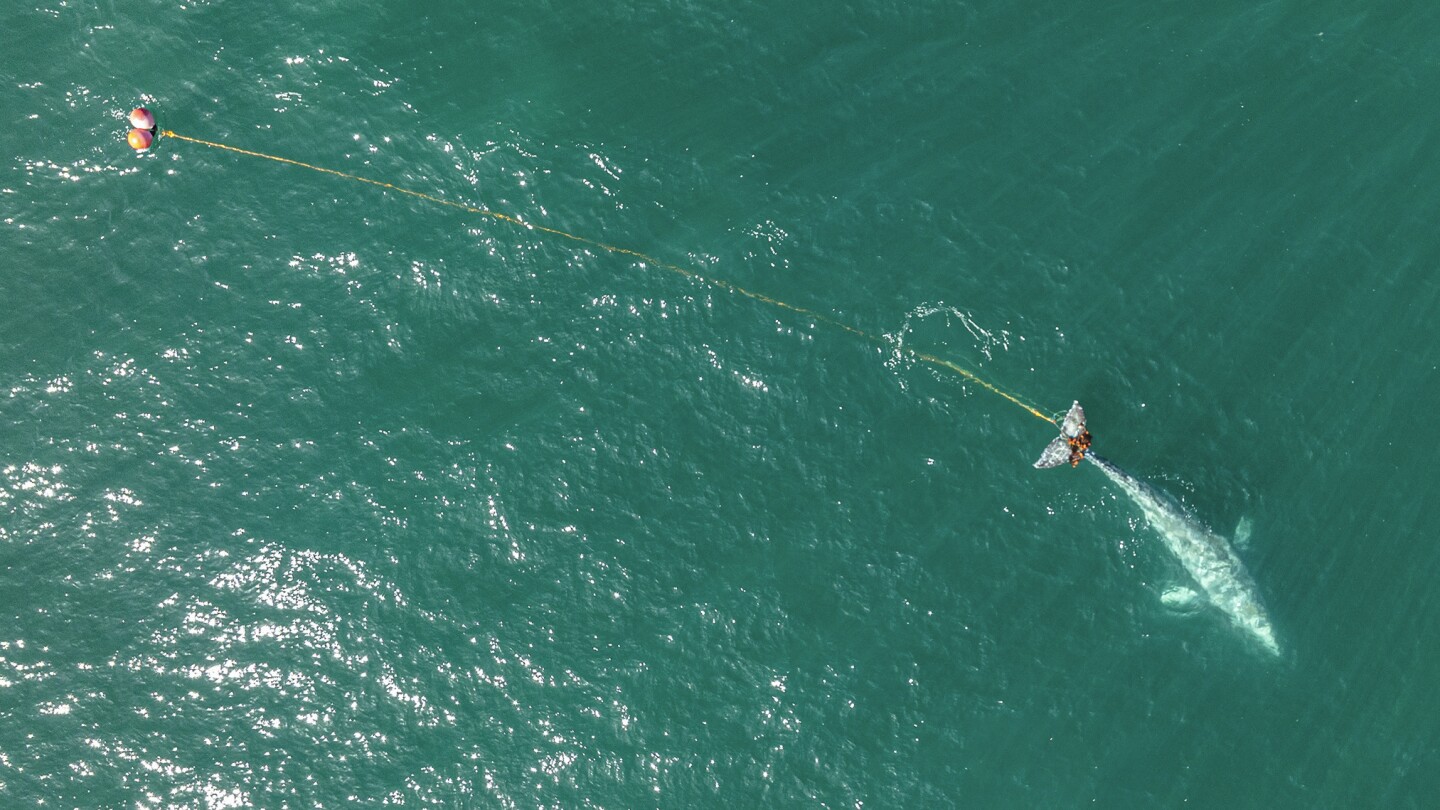 Спасители издирват край бреговете на Северна Калифорния за млад сив кит, оплетен в хрилна мрежа