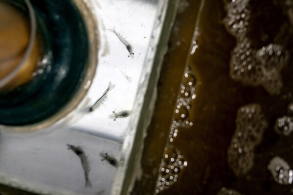 Shrimp swim in a tank at Vertical Oceans, an indoor aquaculture company that's been growing, harvesting and selling its shrimp across the island in Singapore, Tuesday, July 18, 2023. Large stackable tanks inside a warehouse raise translucent-blue shrimp. The company has developed a filtration system that relies on algae to clean the water, tapping into the plant's nitrogen and carbon-removing power, allowing the water to be reused for months at a time. (AP Photo/David Goldman)