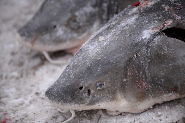 FILE - Two lake sturgeons are set to be weighed near Black Lake in Cheboygan County, Mich., Feb. 4, 2017. Lake sturgeon don't need Endangered Species Act protections, federal wildlife officials announced Monday, April 22, 2024, saying that stocking programs have helped the prehistoric fish return to areas where they had vanished. (Julia Nagy/Lansing State Journal via AP, File)