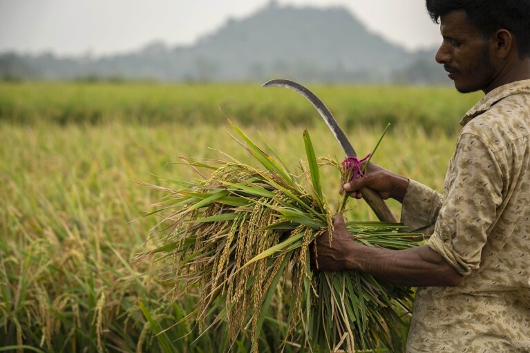 A farmer harvests rice crop in a paddy field on the outskirts of Guwahati, India, Tuesday, June 6, 2023. (AP Photo/Anupam Nath)