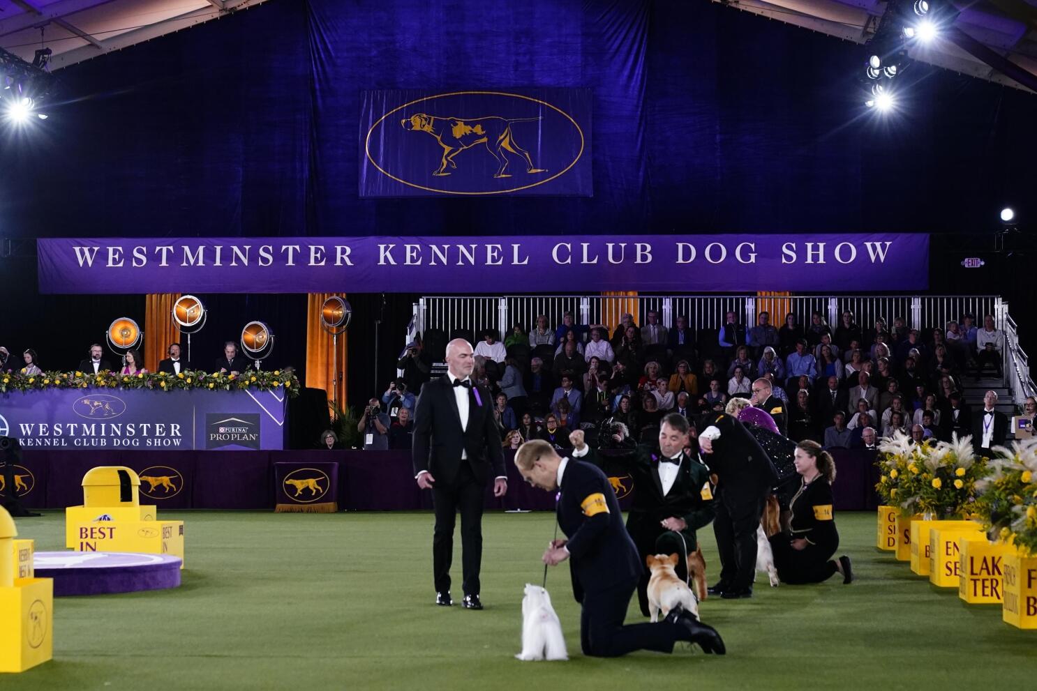 Monopoly Go Dog Show Tournament - Best in Show Competition 2022