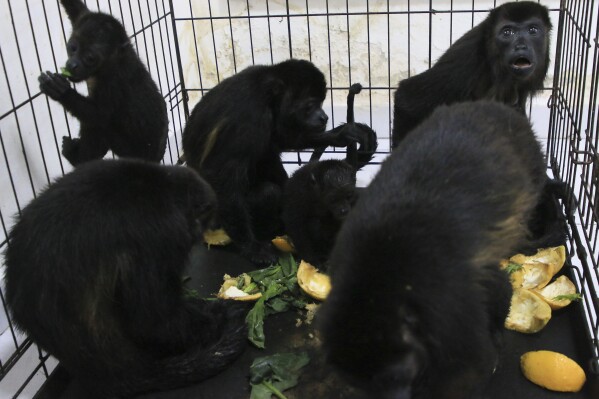 Howler monkeys sit in a cage at a veterinary clinic after being rescued amid extremely high temperatures in Tecolotilla, Tabasco state, Mexico, Tuesday, May 21, 2024. Dozens of howler monkeys were found dead in the Gulf Coast state while others were rescued by authorities.  Residents rushed them to a local vet.  (AP Photo/Luis Sanchez)