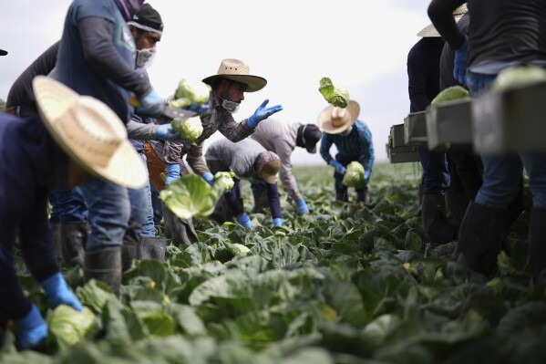Workers harvest cabbage Wednesday, March 5, 2025, on a field less than ten miles from the border with Mexico, in Holtville, Calif. (AP Photo/Gregory Bull)