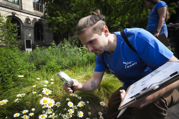 Adrian Hirschmueller of the environment organization Nature And Biodiversity Conservation Union, or NABU, shows the counting of beetles on a flower through a magnifying glass during on a small green space during a meeting with the Associated Press ahead of the start of the Citizen-Science-Projekts " insect summer" in central Berlin, Germany, Thursday, May 23, 2024. Set from May 31 to June 9 and Aug. 2 to Aug. 11, the environmental group has invited people to spend an hour counting the insects they see in a 10-meter radius (33-foot) radius and report what they see to NABU. (AP Photo/Markus Schreiber)