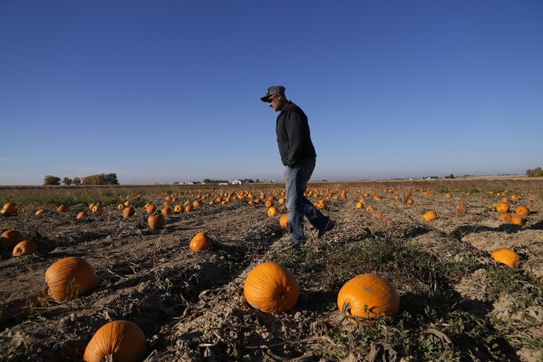 Alan Mazzotti walks through one of his pumpkin fields Oct. 26, 2023, in Hudson, Colo. For some pumpkin growers in states like Texas, New Mexico and Colorado, this year's pumpkin crop was a reminder of the water challenges hitting agriculture across the Southwest and West as human-caused climate change exacerbates drought and heat extremes. (AP Photo/Brittany Peterson)