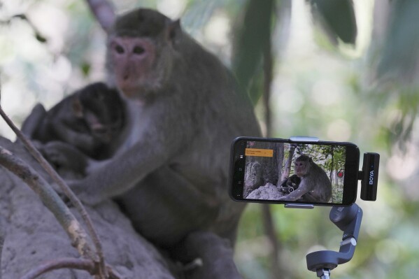 YouTuber Ium Daro, who started filming Angkor monkeys about three months ago, follows a mother and a baby along a dirt path with his iPhone held on a selfie stick near Bayon temple at Angkor Wat temple complex in Siem Reap province, Cambodia, Tuesday, April 2, 2024. (AP Photo/Heng Sinith)