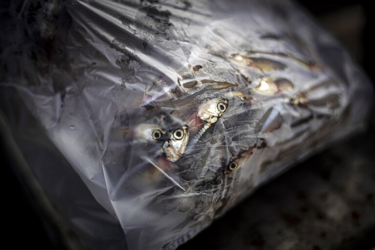 Fish for sale are put inside a plastic bag in Tanah Kuning village, near the site for the future development of the Kalimantan Industrial Park Indonesia in Bulungan, North Kalimantan, Indonesia, Wednesday, Aug. 23, 2023. (AP Photo/Yusuf Wahil)