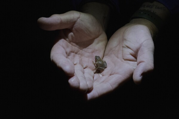 John Bateman, a wildlife professor, holds a spring peeper Friday, March 28, 2025, in Honeoye, N.Y. (AP Photo/Maryel Pryce)