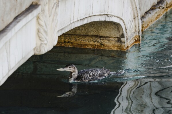 A yellow-billed loon swims in Lake Bellagio on the Strip in Las Vegas, Tuesday, March 5, 2024. The Bellagio said in a social media post Tuesday that it paused its fountains as it worked with state wildlife officials to rescue a yellow-billed loon who “found comfort on Las Vegas’ own Lake Bellagio.” (Rachel Aston/Las Vegas Review-Journal via AP)