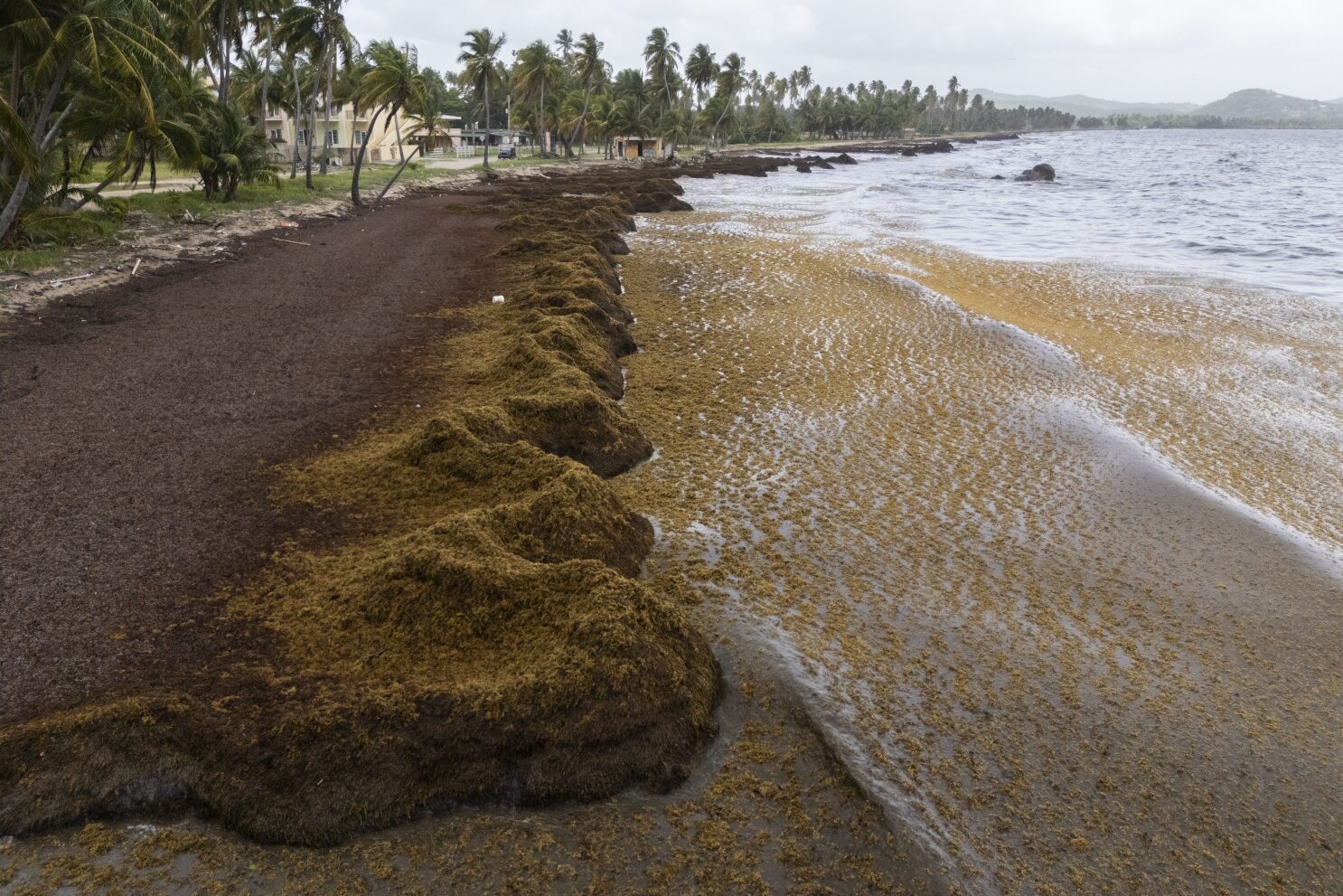 A record amount of seaweed hit the Caribbean and nearby areas in May