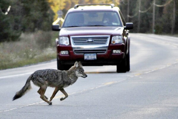 FILE — A coyote runs across New York state Route 3 outside of Tupper Lake, N.Y., in the Adirondacks, Sept. 20, 2010. New York could ban contests that involve killing coyotes, squirrels and some other wildlife species for cash prizes. (Mike Lynch/Adirondack Daily Enterprise via AP, File)