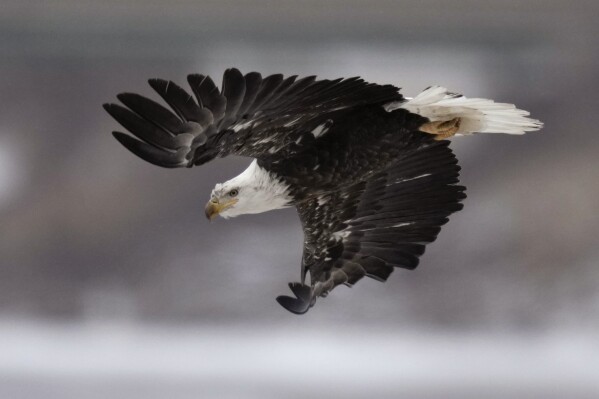 FILE - A bald eagle flies over a partially frozen Des Moines River, Dec. 21, 2022, in Des Moines, Iowa. Fifty years after the Endangered Species Act took effect, environmental advocates and scientists say the law is as essential as ever. Habitat loss, pollution, climate change and disease are putting an estimated 1 million species worldwide at risk. (AP Photo/Charlie Neibergall, File)
