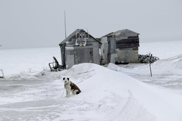 In this Feb. 18, 2019, photo, a dog sits outside a fish drying shed in the Native Village of St. Michael, Alaska. According to a list released in 2018 by Jesuits West, seven priests and one lay person were credibly accused of sexually abusing children in this town of 400 people between 1949 and 1986. (AP Photo/Wong Maye-E)