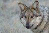 This Jan. 24, 2025 file image provided by the Arizona Game and Fish Department shows a Mexican gray wolf in the wild that was monitored as part of a population survey in eastern Arizona. (Arizona Game and Fish Department via AP File)