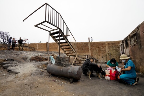 Patricio Monsalvez heals his dog Muller's burnt paw, with the help of volunteers, next to a home that was burned to the ground by a forest fire that reached Vina del Mar, Chile, Tuesday, Feb. 6, 2024. (AP Photo/Esteban Felix)