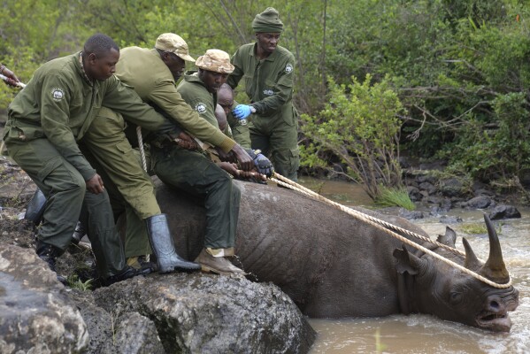 Kenya Wildlife Service rangers and capture team pull out a sedated black rhino from the water in Nairobi National Park, Kenya Tuesday, Jan. 16, 2024. Kenya has embarked on its biggest rhino relocation project ever and began the difficult work Tuesday of tracking, darting and moving 21 of the critically endangered beasts, which can each weigh over a ton, hundreds of miles in trucks to a new home. A previous attempt at moving rhinos in the East African nation in 2018 was a disaster as all 11 of the animals died. (AP Photo/Brian Inganga)