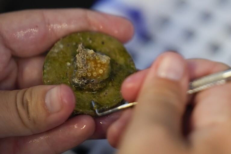 A research associate cleans baby coral recovered from one of the University of Miami's open water nurseries, inside the Lirman coral lab, Friday, July 28, 2023, at the Rosenstiel School of Marine, Atmospheric, and Earth Science in Key Biscayne, Fla. (AP Photo/Rebecca Blackwell)