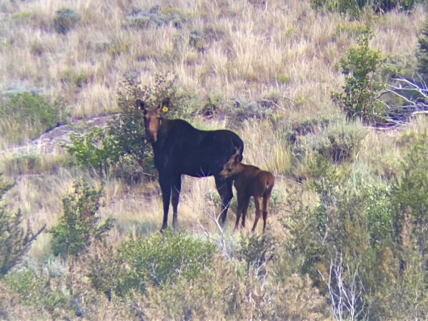 In this photo provided by the Nevada Department of Wildlife, a collared cow moose and her calf are spotted in Elko County, Nev., in 2021. NDOW collar data indicates this cow has had a calf every year since being collared. In what will be a very tiny hunt for some of the biggest game in North America, Nevada is planning its first-ever moose hunting season in the fall of 2024. State officials expect thousands of applications for the handful of hunting tags and, with an estimated population barely topping 100, it's already controversial. (Nevada Department of Wildlife via AP)