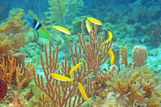 In this photo provided by Kevin Bryant, a dominant male bluehead wrasse, upper left, defends its spawning territory and a group of females, yellow, off the coast of Florida. Normally the male and females stay as they are, feeding together and occasionally mating. But if a predator happens to snatch up the lead male, the dominant female in the group will take up rank _ by becoming a male. (Kevin Bryant via AP)