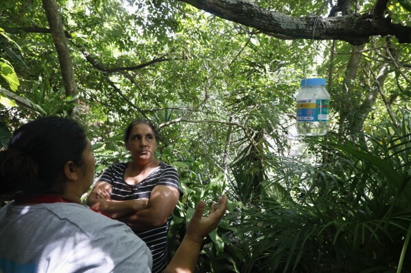Rubenia Montoya looks at a jar containing mosquito eggs hanging from her tree as a Doctors Without Borders volunteer explains how these mosquitoes help to fight dengue, in Tegucigalpa, Honduras, Wednesday, Aug. 23, 2023. (AP Photo/Elmer Martinez)