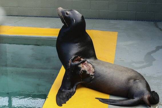 Two sea lion attacks lead to cove closure in San Francisco, US News