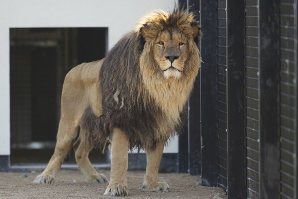 Rori a lion rescued from Ukraine settles into his new forever home at The Big Cat Sanctuary, near Ashford in Kent, England, Thursday, March 20, 2025. (AP Photo/Kirsty Wigglesworth)
