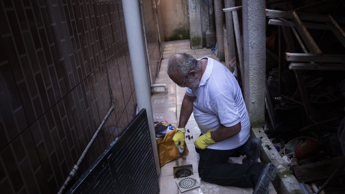 В Рио, изобилстващ от денга, заразените с бактерии комари правят разлика