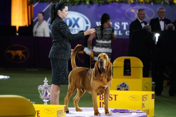 A diverse group of dogs participating in a conformation show at the Madison WI Dog Show 2022