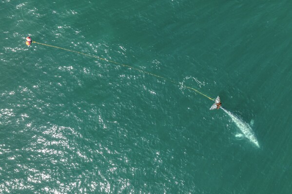In this aerial photo provided by Tony Corso Images, a 30-foot-long gray whale with its tail entangled in a massive gill net is seen off the coast of Pacifica, Calif., Tuesday, April 9, 2024. A team with the National Oceanic and Atmospheric Administration Fisheries is working on a rescue effort Wednesday with the Marine Mammal Center in Sausalito. (Tony Corso Images via AP)