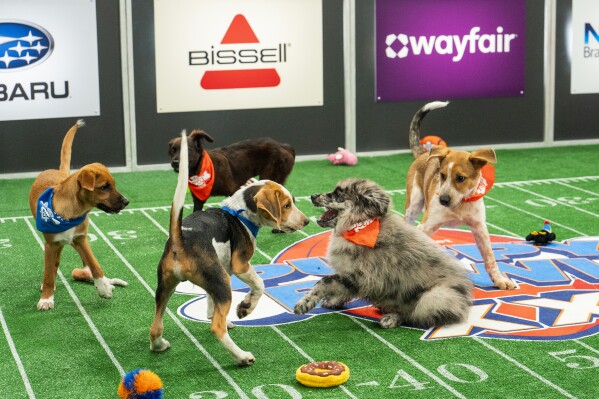 This image released by Animal Planet shows participants of the annual “Puppy Bowl” airing Sunday, Feb. 11 at 2 p.m. ET/11 a.m. PT and will be simulcast across Animal Planet, Discovery, TBS, truTV, Max and discovery+. (Animal Planet via AP)