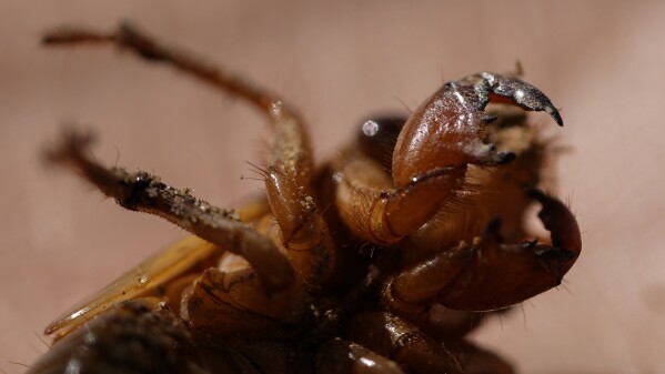 A periodical cicada nymph wiggles its forelimbs on the campus of Georgia Institute of Technology in Atlanta on Thursday, March 28, 2024. Trillions of cicadas are about to emerge in numbers not seen in decades and possibly centuries. (AP Photo/Carolyn Kaster)