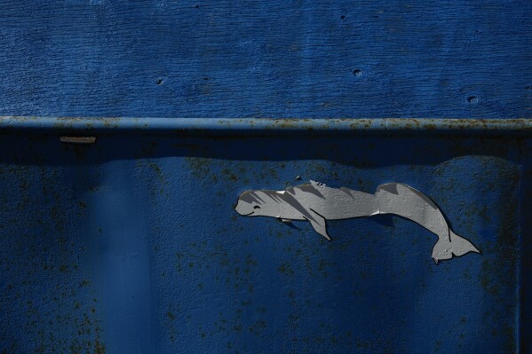 An old beluga whale decal peels off the side of an old boat Thursday, Aug. 8, 2024, in Churchill, Manitoba. (AP Photo/Joshua A. Bickel)