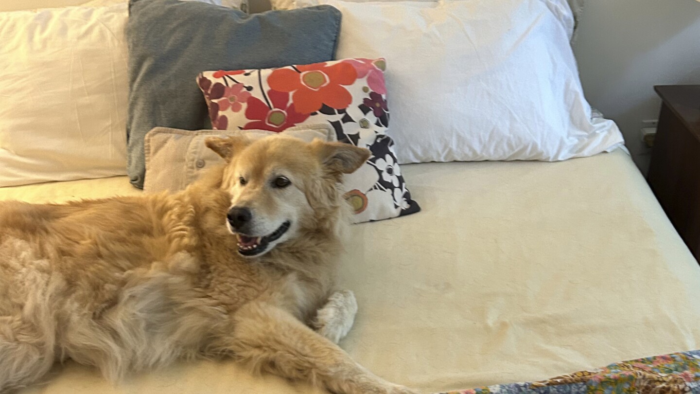 Should you let your pets sleep on the bed? Does it even matter what the experts say?